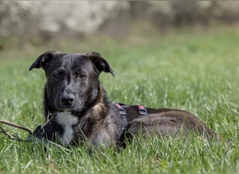 Nero - eine Seele von Hund!