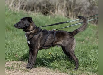 Nero - eine Seele von Hund!