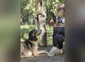 Mo - der perfekte Hund!