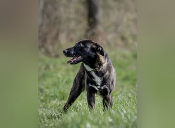 Nero - eine Seele von Hund!