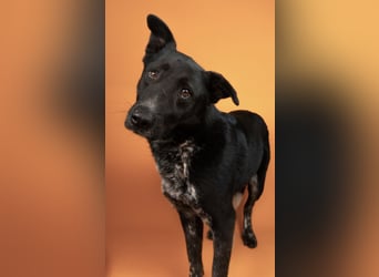 Amando - ein liebevolles Zuhause für seinen Lebensabend!