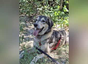 Mo - der perfekte Hund!