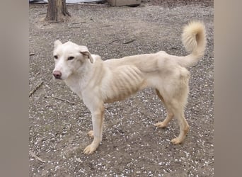 Fleur - freundliche Hündin zurück im Leben