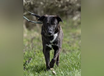 Nero - eine Seele von Hund!