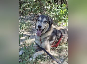 Mo - der perfekte Hund!