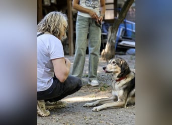 Mo - der perfekte Hund!