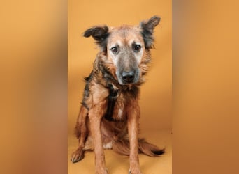 Rocky - auf der Suche nach einfühlsamen Menschen!