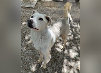 Fleur - freundliche Hündin zurück im Leben