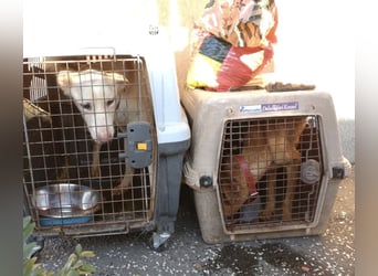 Fleur - freundliche Hündin zurück im Leben