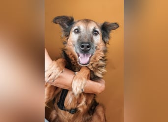 Rocky - auf der Suche nach einfühlsamen Menschen!