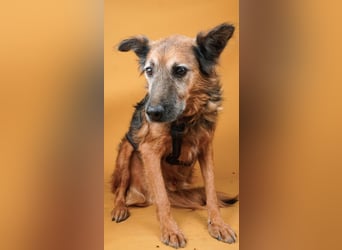 Rocky - auf der Suche nach einfühlsamen Menschen!