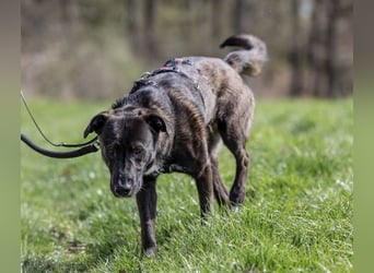Nero - eine Seele von Hund!