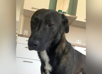 Nero - eine Seele von Hund!