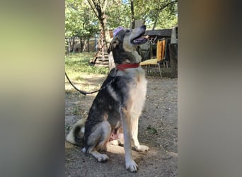 Mo - der perfekte Hund!