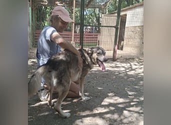 Mo - der perfekte Hund!