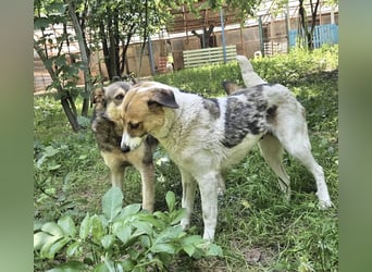 Martha - ruhige und freundliche junge Hündin