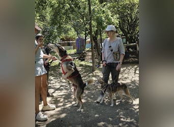Mo - der perfekte Hund!