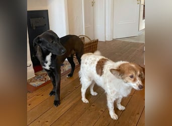 Nero - eine Seele von Hund!