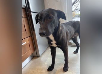 Nero - eine Seele von Hund!