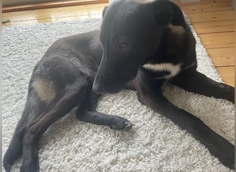 Nero - eine Seele von Hund!