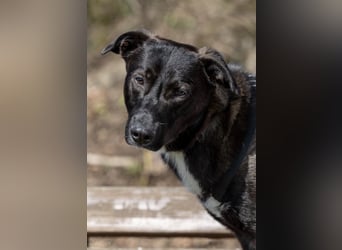 Nero - eine Seele von Hund!