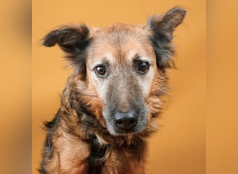 Rocky - auf der Suche nach einfühlsamen Menschen!