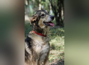 Mo - der perfekte Hund!