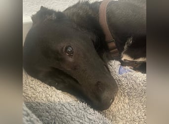 Nero - eine Seele von Hund!