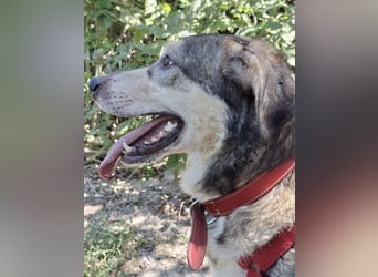 Mo - der perfekte Hund!