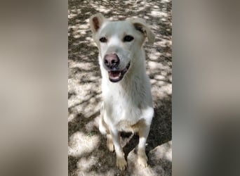 Fleur - freundliche Hündin zurück im Leben