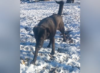 Nero - eine Seele von Hund!