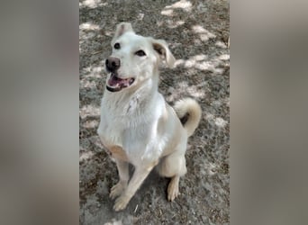 Fleur - freundliche Hündin zurück im Leben