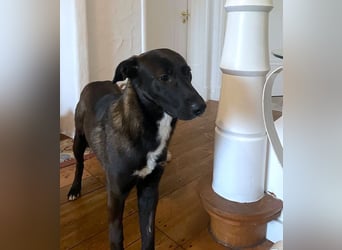 Nero - eine Seele von Hund!