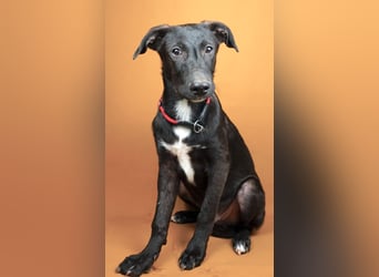 Nero - eine Seele von Hund!