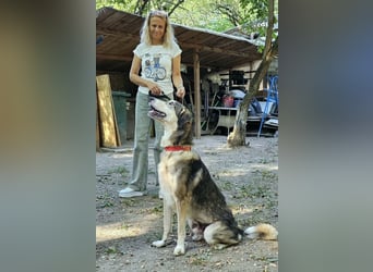 Mo - der perfekte Hund!