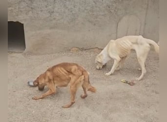 Fleur - freundliche Hündin zurück im Leben