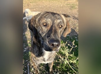 Petri, geb. ca. 04/2024, lebt in GRIECHENLAND, auf einem Gelände, auf dem die Hunde notdürftig verso