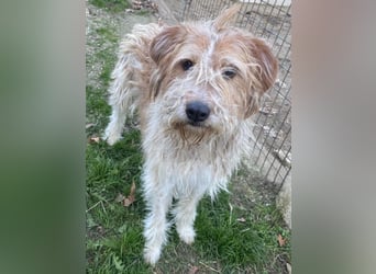 Damian, geb. ca. 01/2023, lebt in GRIECHENLAND, auf einer privaten Pflegestelle