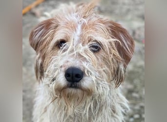 Damian, geb. ca. 01/2023, lebt in GRIECHENLAND, auf einer privaten Pflegestelle