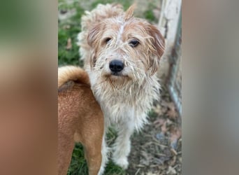 Damian, geb. ca. 01/2023, lebt in GRIECHENLAND, auf einer privaten Pflegestelle