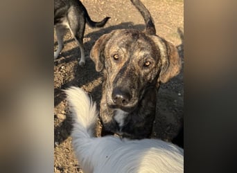 Petri, geb. ca. 04/2024, lebt in GRIECHENLAND, auf einem Gelände, auf dem die Hunde notdürftig verso