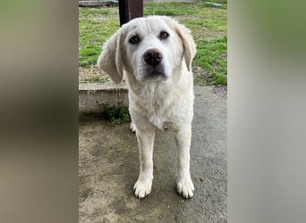 Nox, geb. ca. 10/2024, lebt in GRIECHENLAND, auf einer privaten Pflegestelle