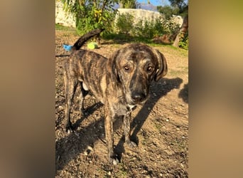 Petri, geb. ca. 04/2024, lebt in GRIECHENLAND, auf einem Gelände, auf dem die Hunde notdürftig verso