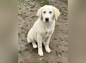 Nox, geb. ca. 10/2024, lebt in GRIECHENLAND, auf einer privaten Pflegestelle