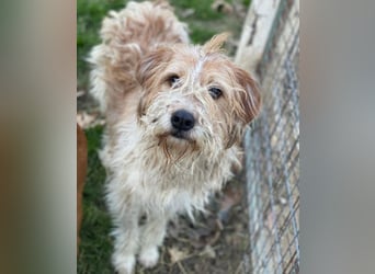 Damian, geb. ca. 01/2023, lebt in GRIECHENLAND, auf einer privaten Pflegestelle