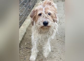 Damian, geb. ca. 01/2023, lebt in GRIECHENLAND, auf einer privaten Pflegestelle