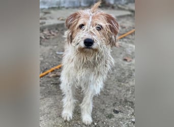 Damian, geb. ca. 01/2023, lebt in GRIECHENLAND, auf einer privaten Pflegestelle