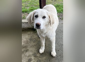 Nox, geb. ca. 10/2024, lebt in GRIECHENLAND, auf einer privaten Pflegestelle