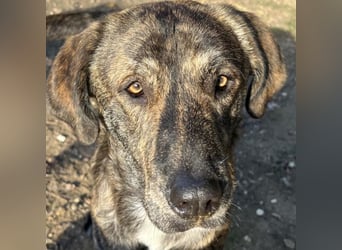 Petri, geb. ca. 04/2024, lebt in GRIECHENLAND, auf einem Gelände, auf dem die Hunde notdürftig verso