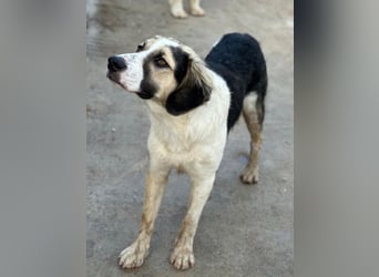 Rhydan, geb. ca. 09/2025, lebt in GRIECHENLAND, im städt. Tierheim Serres